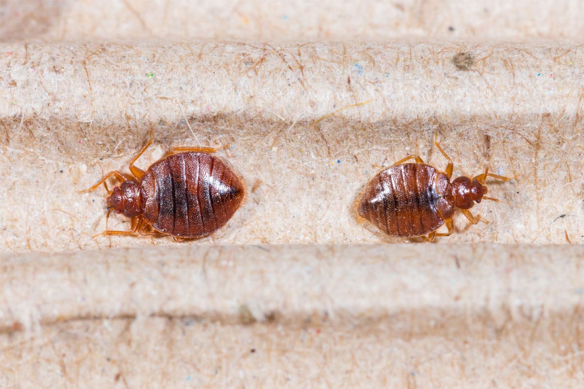 Discreet Bed Bug Chemical Treatment With Unmarked Vans
