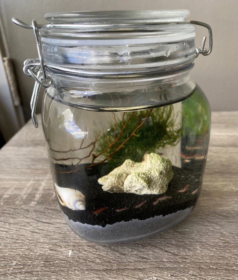 Self Sustainable Ecosystem: A Window into the Wonders of Nature